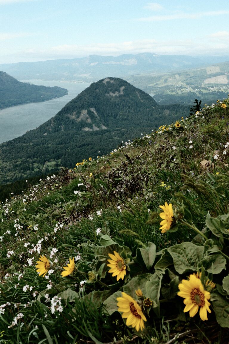 Dog Mountain