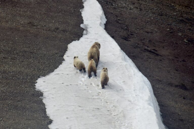 Aerial Survey in Gates of the Arctic National Park and Preserve