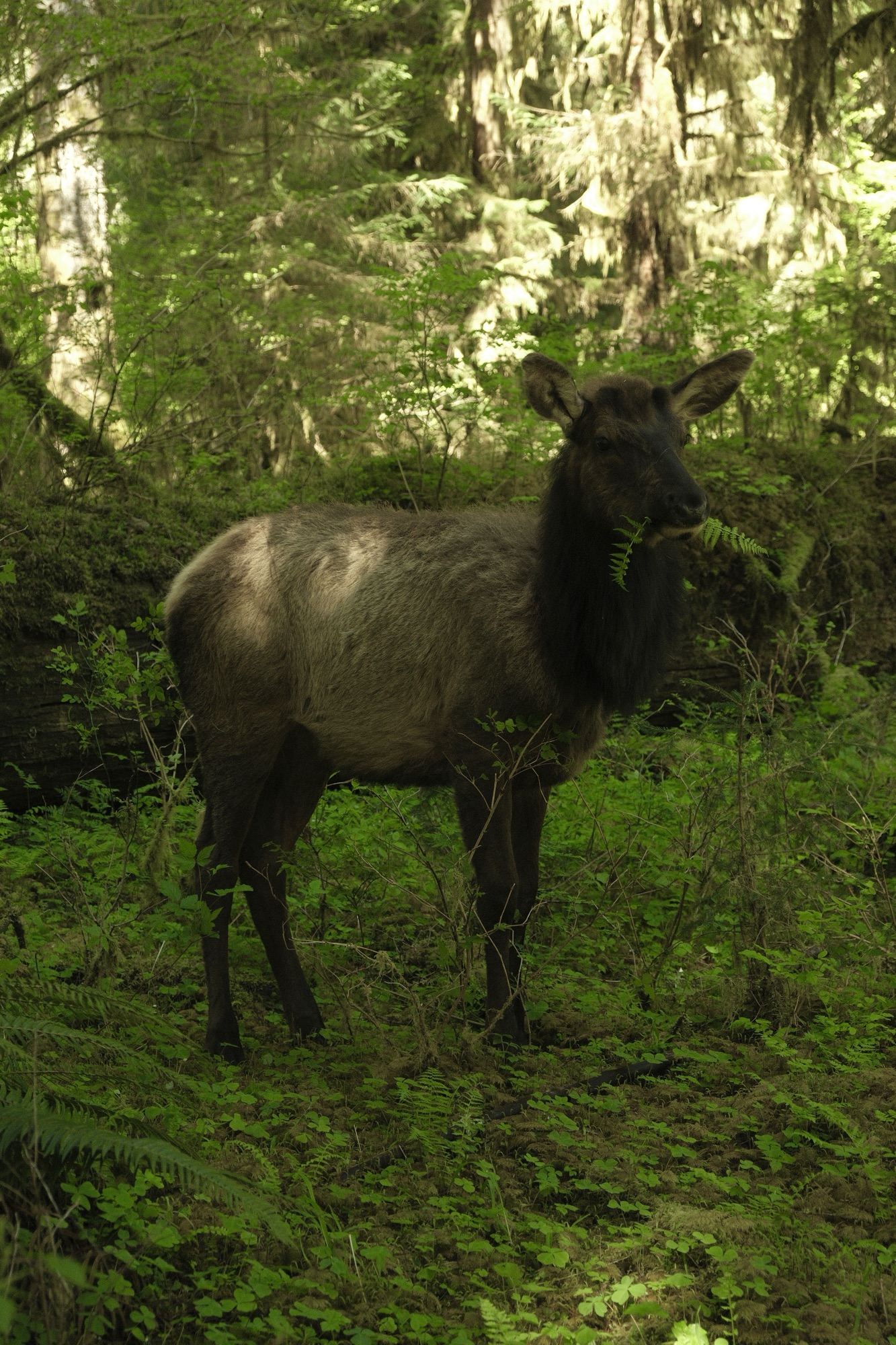 Guide to Olympic Peninsula National Park